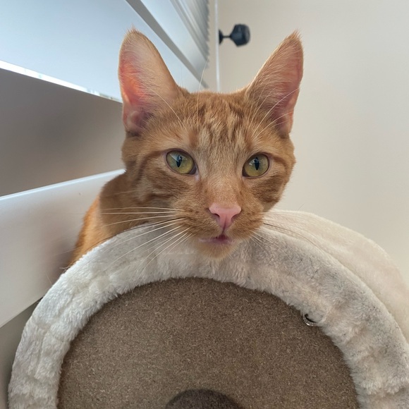 LOW STARTS (Want shipped ASAP?? Please let me know!!) - Picture 3 of 6